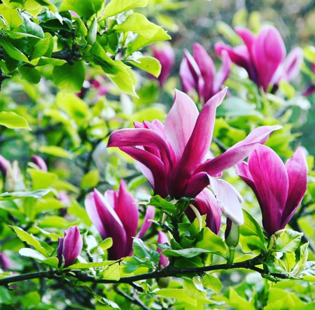Heirloom Magnolia Liliiflora Flower Seeds for Planting, Non-GMO - Magnolia for planting in home garden